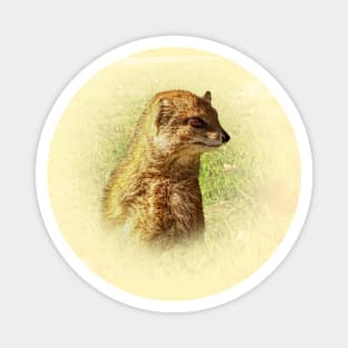 Yellow mongoose portrait Magnet